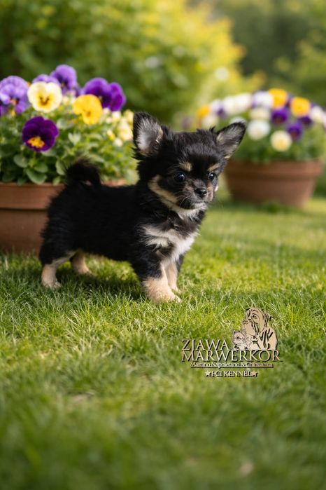 Chihuahua długowłosy sunia FCI