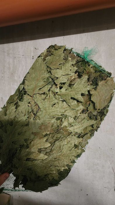 Witki Dąbowe (kanadyjski i brzoza )Suszone Do Sauny Gałążki