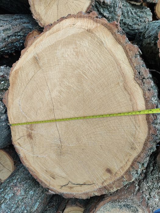 Plastry dębu plaster dębu