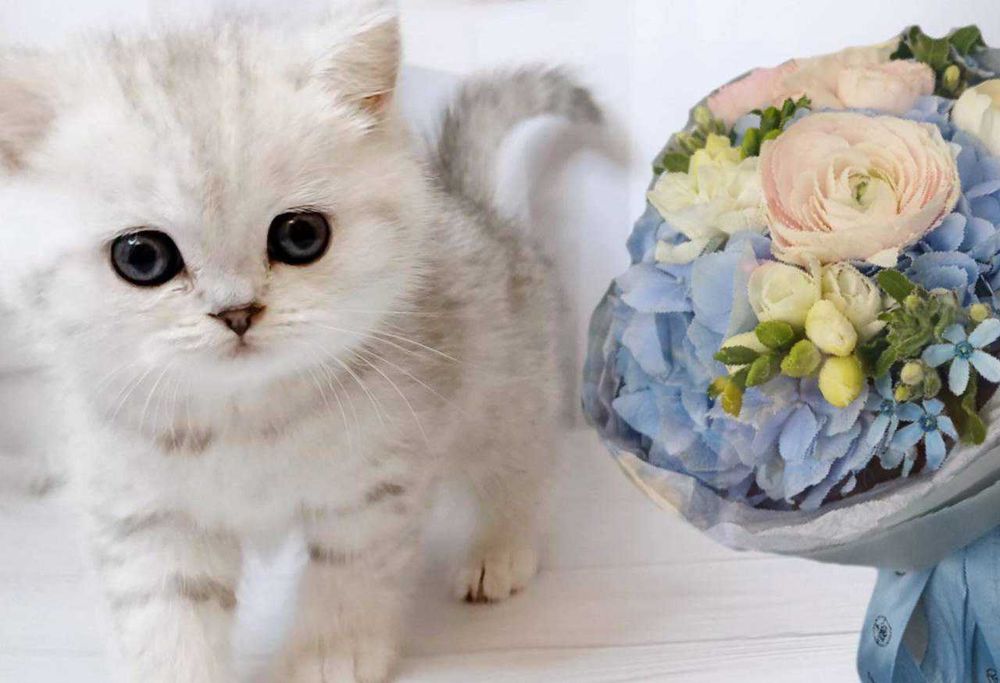 Кошенятка чистокровні , purebred kittens silver chinchillas .