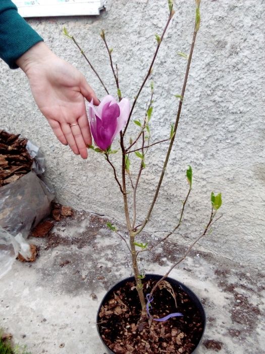 Магнолія великоквіткова , в наВності 15 сортів!