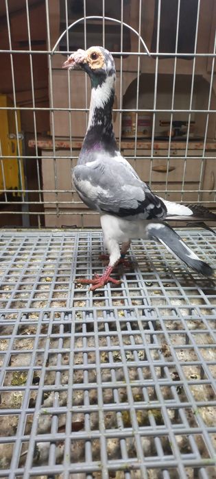 Karier angielski samiec