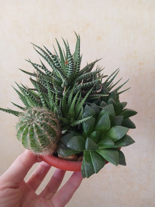 Молодило та ехеверія, сукуленти