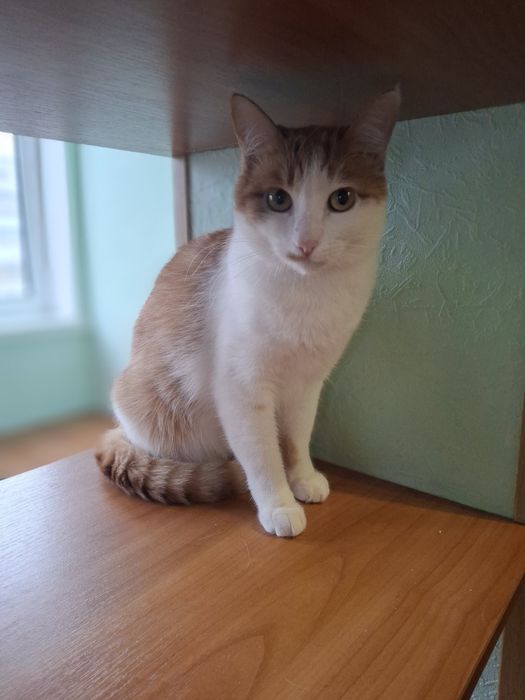Кастрированный рыже-белый котёнок-подросток ищет дом! Котята в хорошие