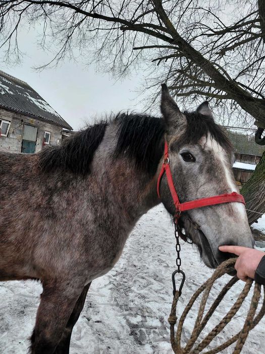 Źrebica Zimnokrwista Szpaczka - rezerwacja do 14.02