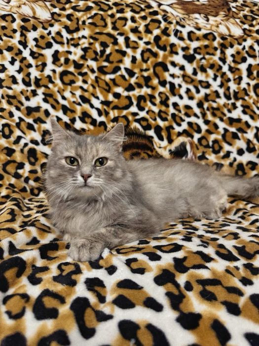 Кішка Фібі шукає новий дім