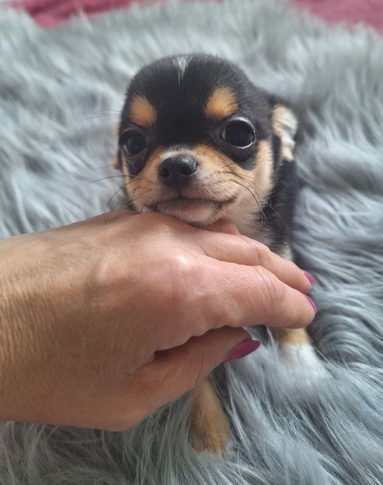 Chihuahua chłopiec