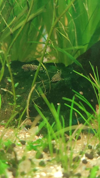 Sewellia Lineolata--ler descrição