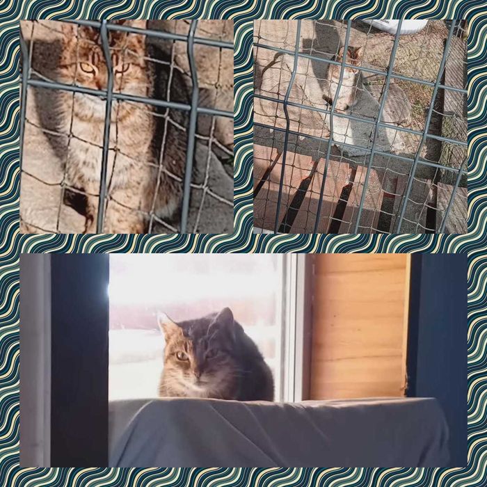 Koty do adopcji z azylu, w roznym wieku.