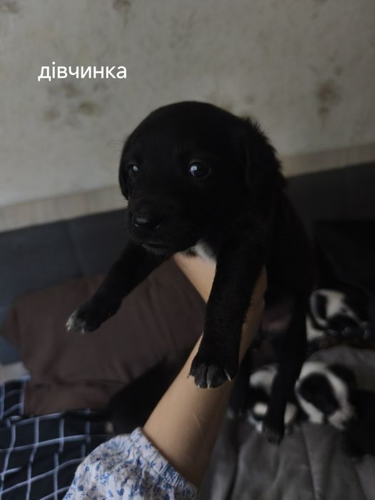 Цуценята в добрі руки