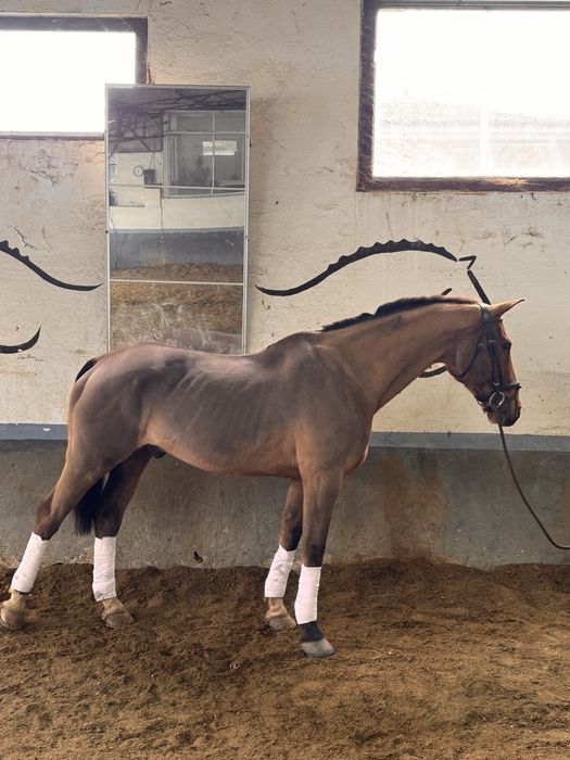 Cavalo Puro Sangue Belga