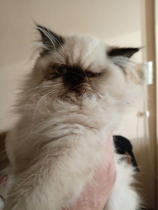 Персидские котята