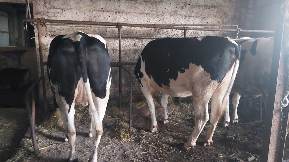 Jalowki wysokocielne