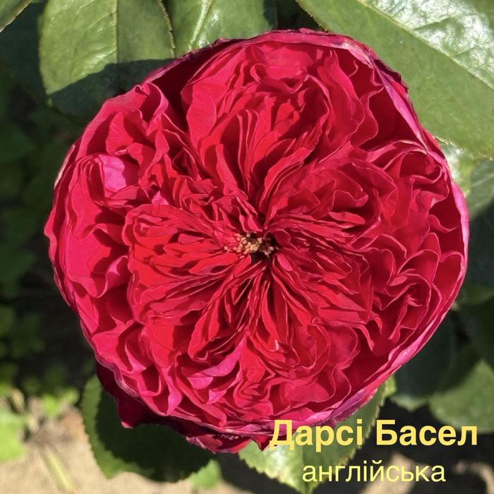 Троянди Саджанці Рози опт