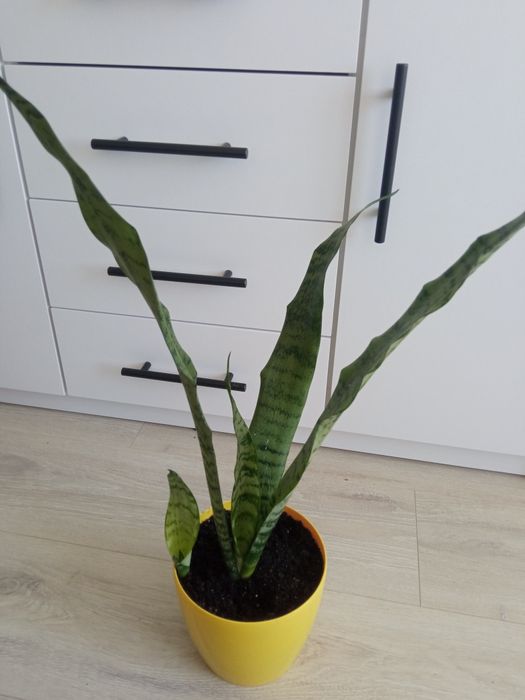 Сансевієрія вазон щучий хвіст