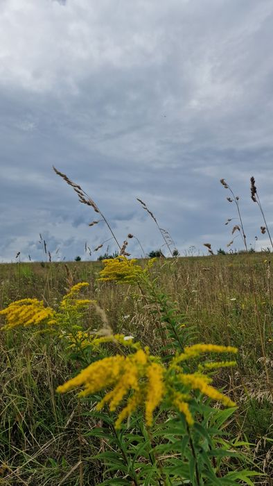 Продам земельну ділянку, пай