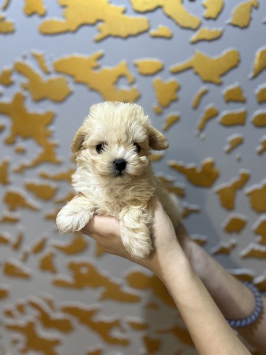 Карамельний мальтіпу — маленький красень із дуже дружнім характером.