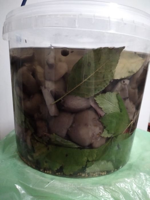 Гриби лісові  квашені,варення чорниці