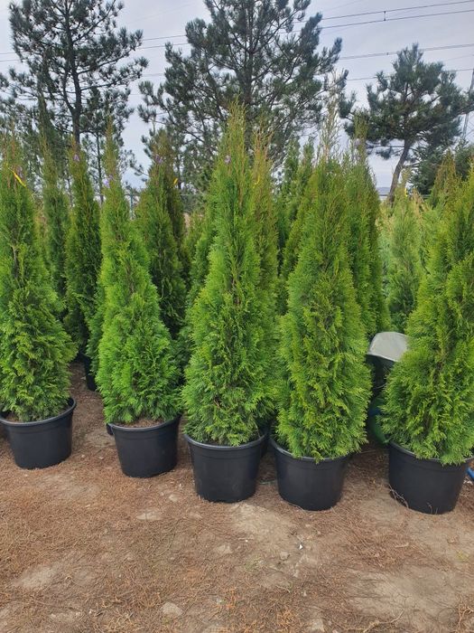 Туя Смарагд, голден смарагд 0,1-4 метра. Доставка в любой город