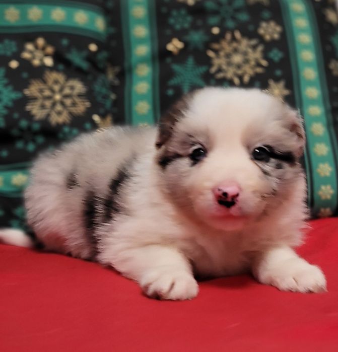 Border Collie Maluszek