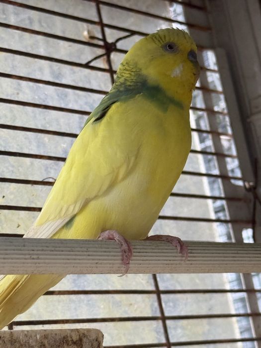 Piriquitos (3 femeas e 2 machos)