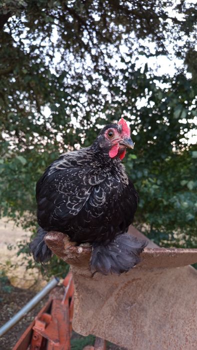 3 Galos Pekin  - 2 meses e meio