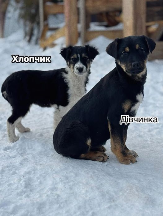 Цуценята в добрі руки