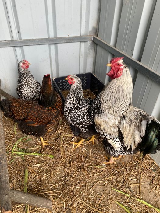 Quinta do rato rua da linha arazede