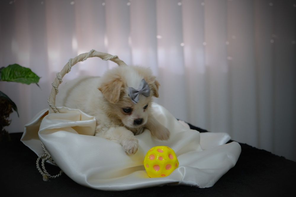 Bebés à procura de família