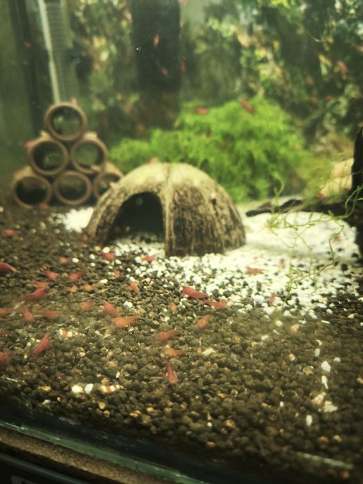 Camarões (oportunidade) Red Fire