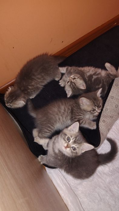 Котята шотландские