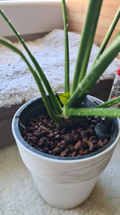 Skrzydłokwiat diamond variegata w semihydro, komplet doniczka oslonka