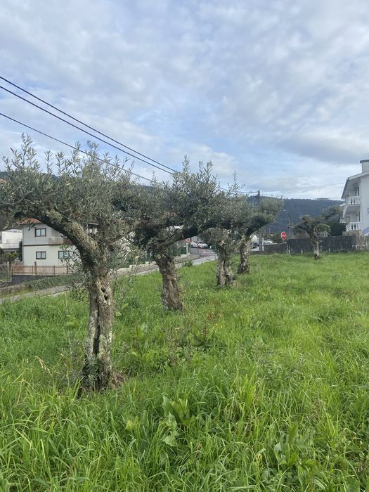Oliveiras centenárias