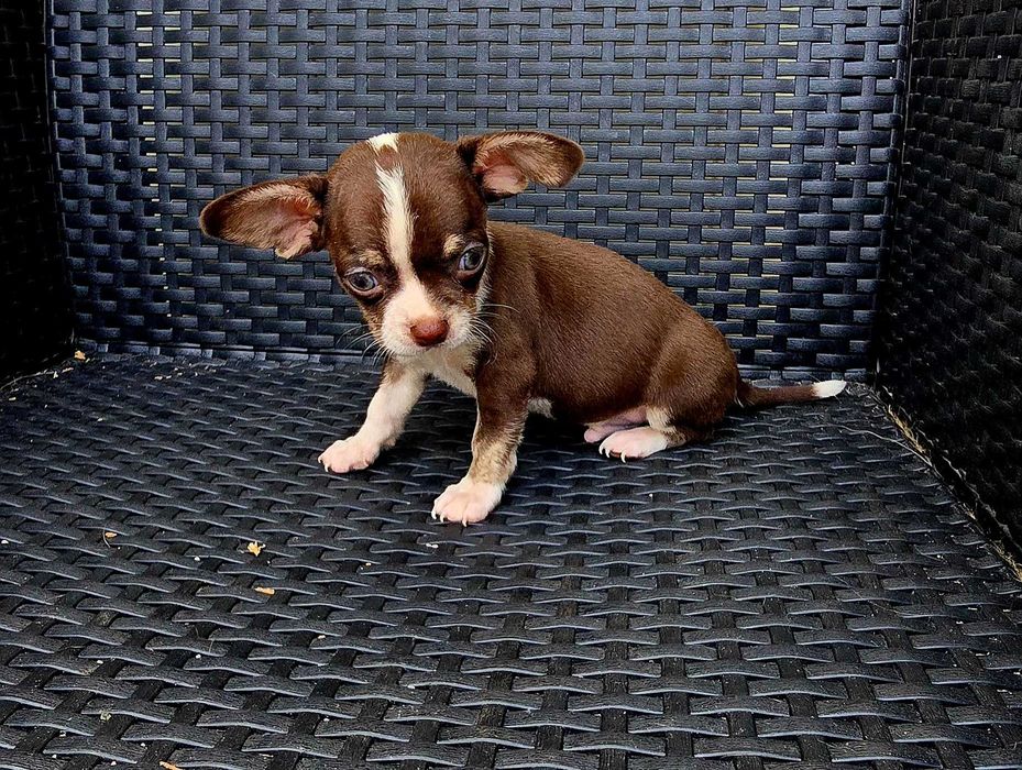 Chihuahua Macho cor Chocolate bem pequenino
