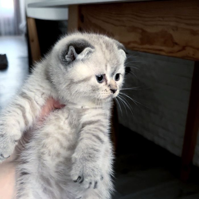 Котенята клубочки