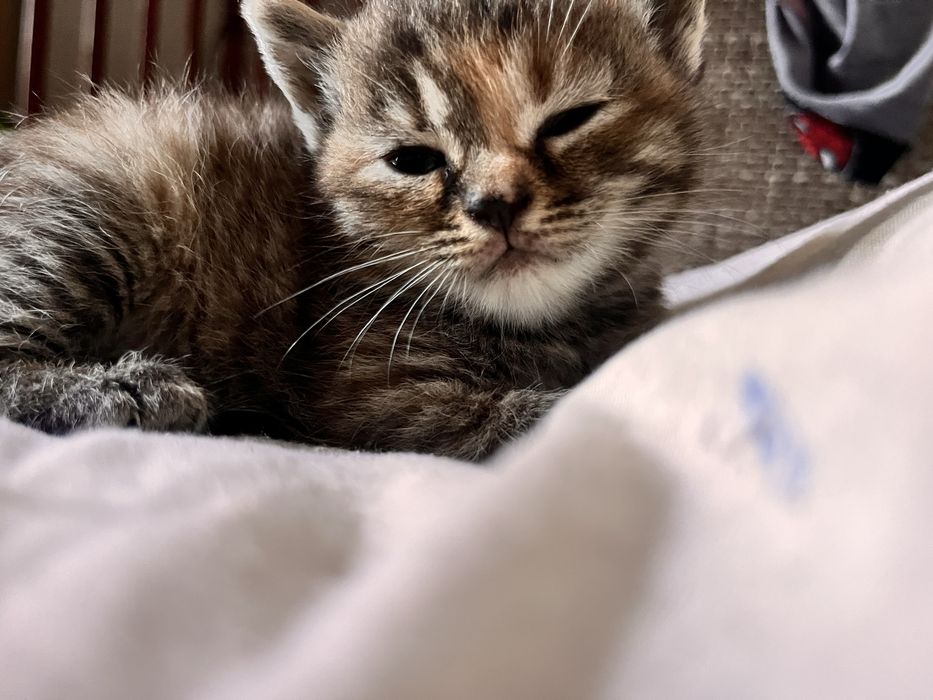 Віддам котят 50% шотладці