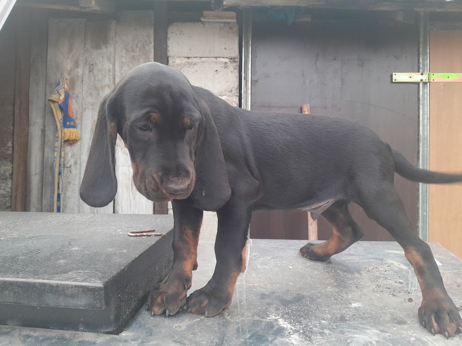 Gonczy polski szczeniak