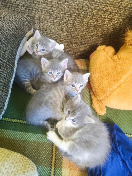 Кошенята БЕЗКОШТОВНО красунчики