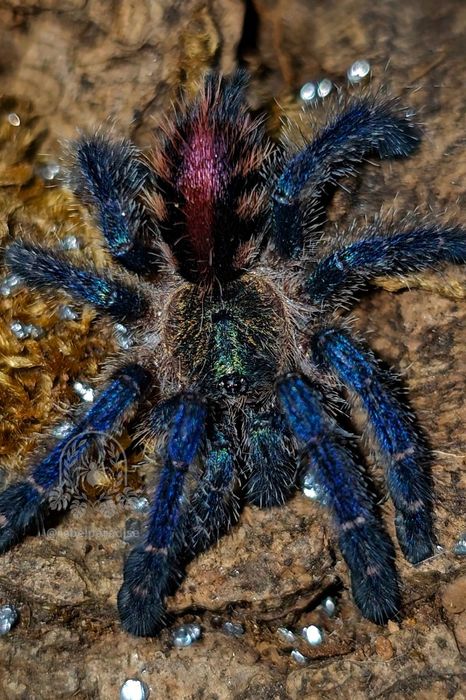 Ptasznik Ybyrapora diversipes L1