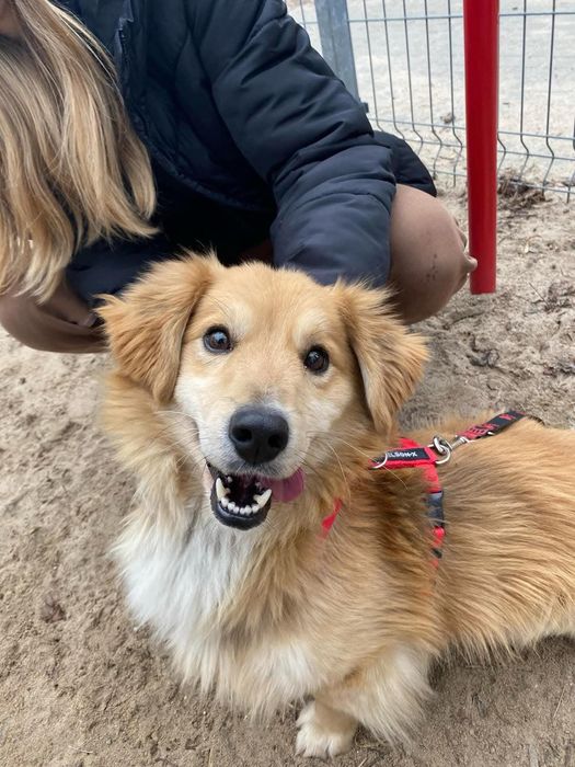 Boguś,szukamy domu bez dzieci Schronisko Kalisz