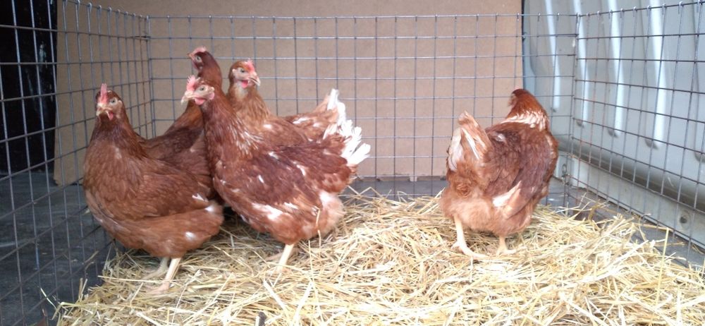 Kury Nioski Novogen 23 tygodnie,zaczynają nosić! Wysyłamy!