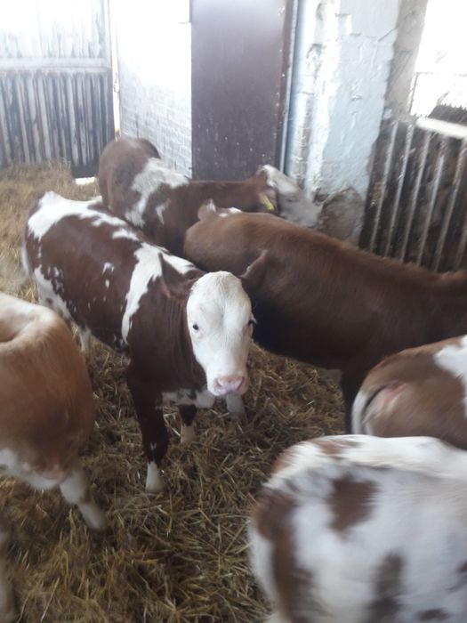 Sochaczew sprzedaż cielaków Polskich byczki i jałówki