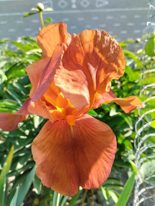 Пропоную  іриси / півники. Є середні і високі