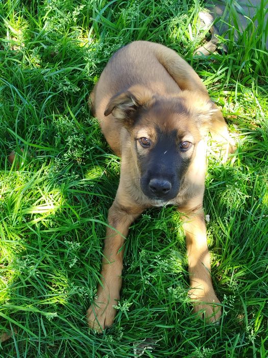 У добрі руки віддаються чудові цуценята-дівчата.