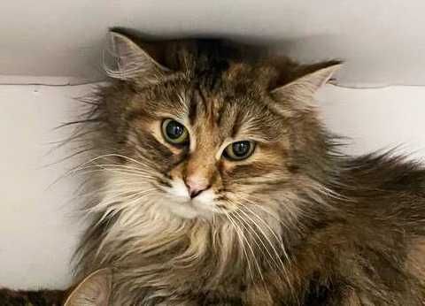 Дуже ніжна киця Тесса шукає дім, 10 міс, стерилізована, кішка, кошка