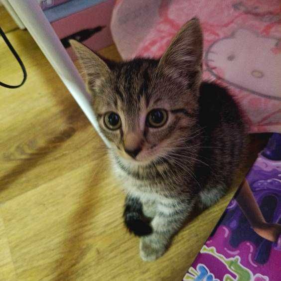 Apollo – mały bóg zabawy | Energiczny kociak do adopcji
