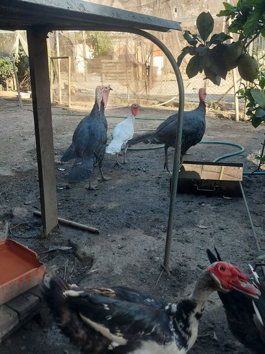 Patos mudos, garnizos, galinhas e galos sussex