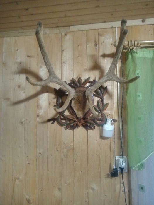 Продам роги ціна договірна