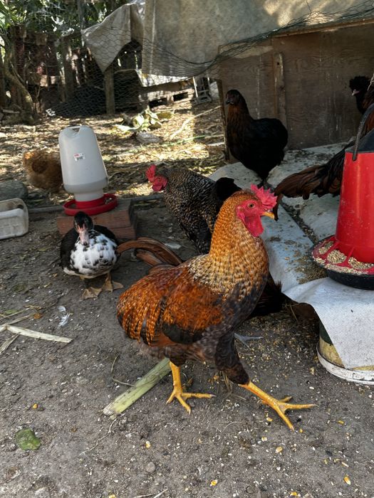 Frangos galos e pintos