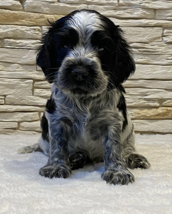 Cocker Spaniel Angielski Pies Bakuś